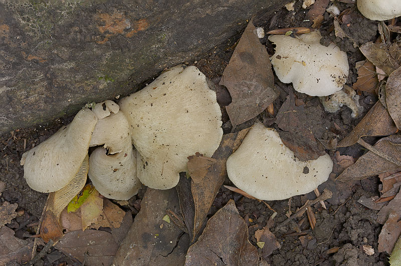 Crepidotus autochthonus